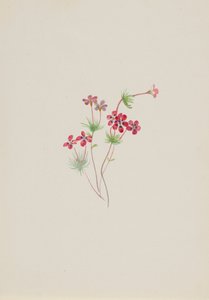Gilia linanthus parviflorus, yak. 1900-1930. by Mary Vaux Walcott
