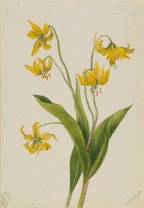  by Mary Vaux Walcott