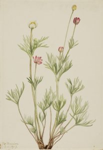Küre Anemon (Anemone globosa) by Mary Vaux Walcott