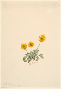  by Mary Vaux Walcott