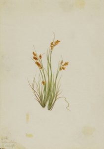  by Mary Vaux Walcott