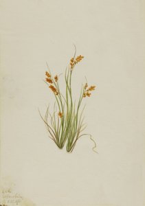 Altın Saz Carex aurea, 1921. by Mary Vaux Walcott