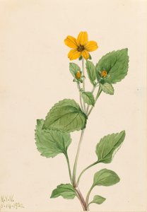 Altın Yıldız Krizogonum virginianum, 1922. by Mary Vaux Walcott