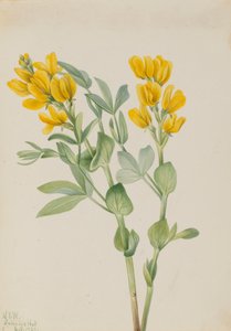 Altınbezelye Thermopsis rhombifolia, 1923. by Mary Vaux Walcott