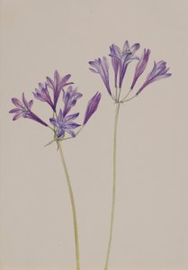 Çim Fıstığı Brodiaea laxa, 1933. by Mary Vaux Walcott