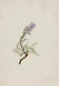  by Mary Vaux Walcott