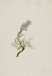 Gri Phacelia Phacelia sericea Gri, 1911 by Mary Vaux Walcott