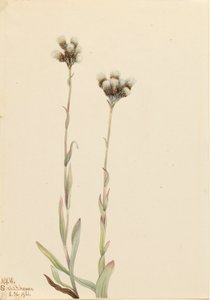 Gri Pussytoes Antennaria howellii, 1921. by Mary Vaux Walcott