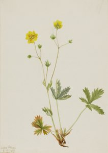  by Mary Vaux Walcott
