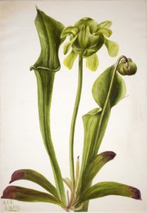 Yeşil Sürahi Bitki Sarracenia orephila, 1933. by Mary Vaux Walcott