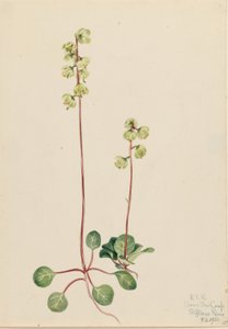  by Mary Vaux Walcott