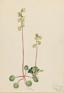 Yeşil Pyrola Pyrola chlorantha, 1920. by Mary Vaux Walcott
