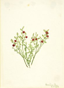  by Mary Vaux Walcott