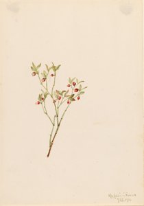  by Mary Vaux Walcott