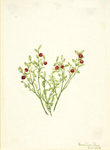 Orman Tavuğu Whortleberry Vaccinium scoparium, 1918. by Mary Vaux Walcott