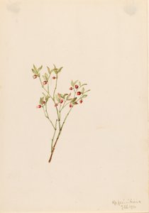 Orman Tavuğu Whortleberry Vaccinium scoparium, 1916. by Mary Vaux Walcott