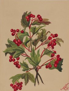 Grouseberry Viburnum americanum, 1880. by Mary Vaux Walcott