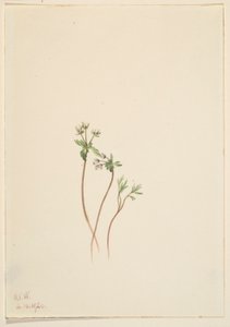  by Mary Vaux Walcott