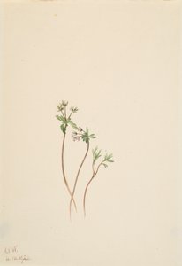 Bahar Erigenia bulbosa