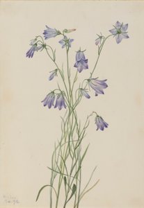 Harebell (Campanula rotundifolia) by Mary Vaux Walcott