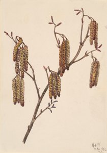Hazel Alder Alnus regosa, 1920. by Mary Vaux Walcott