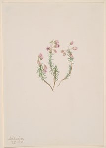 Heather Phyllodoce medyası, 1907. by Mary Vaux Walcott