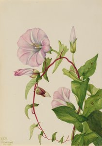 Hedge Bindweed Calystegia Convolvulus sepium, 1932. by Mary Vaux Walcott