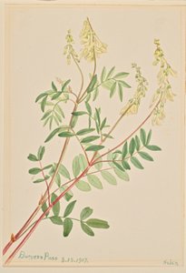 Hedysarum (Hedysarum sulphurescens) by Mary Vaux Walcott