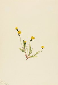  by Mary Vaux Walcott