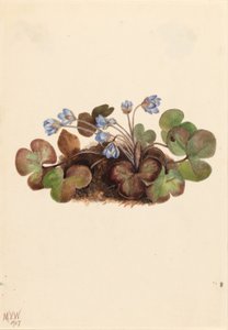  by Mary Vaux Walcott