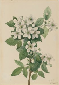  by Mary Vaux Walcott