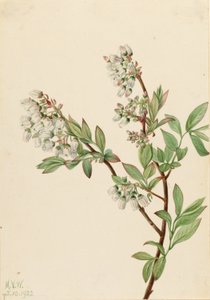  by Mary Vaux Walcott