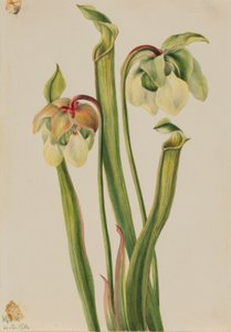  by Mary Vaux Walcott