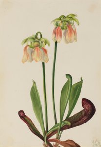  by Mary Vaux Walcott