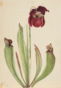  by Mary Vaux Walcott