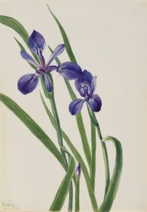 İris İris türleri, 1939. by Mary Vaux Walcott
