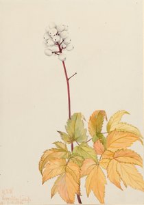 Fildişi Baneberry Actaea arguta, 1922. by Mary Vaux Walcott