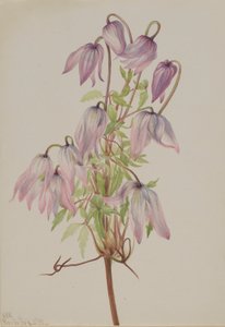  by Mary Vaux Walcott