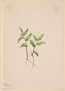  by Mary Vaux Walcott