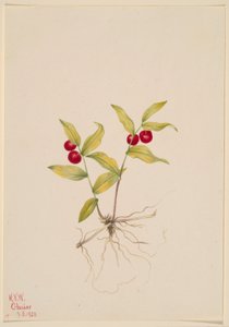  by Mary Vaux Walcott