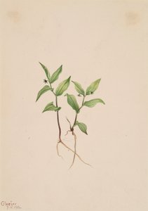 Kruhsea Kruhsea streptopoides, 1913. by Mary Vaux Walcott