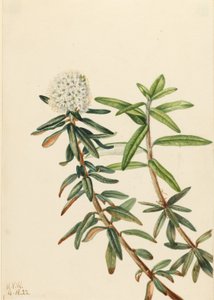  by Mary Vaux Walcott