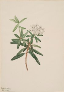  by Mary Vaux Walcott