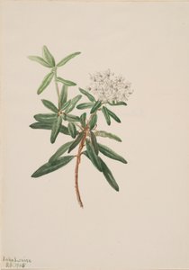 Labrador Çayı Ledum groenlandicum, 1905 by Mary Vaux Walcott