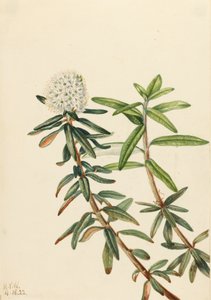 Labrador Çayı Ledum groenlandicum, 1922 by Mary Vaux Walcott
