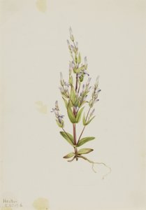  by Mary Vaux Walcott