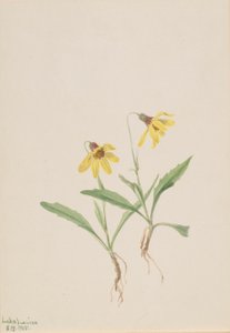  by Mary Vaux Walcott