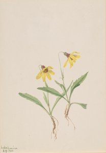 Louise Gölü Arnica Arnica Louisiana, 1905. by Mary Vaux Walcott