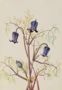  by Mary Vaux Walcott
