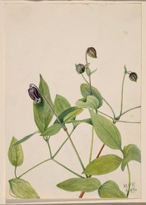 Deri Çiçek Akasma viorna, 1920. by Mary Vaux Walcott